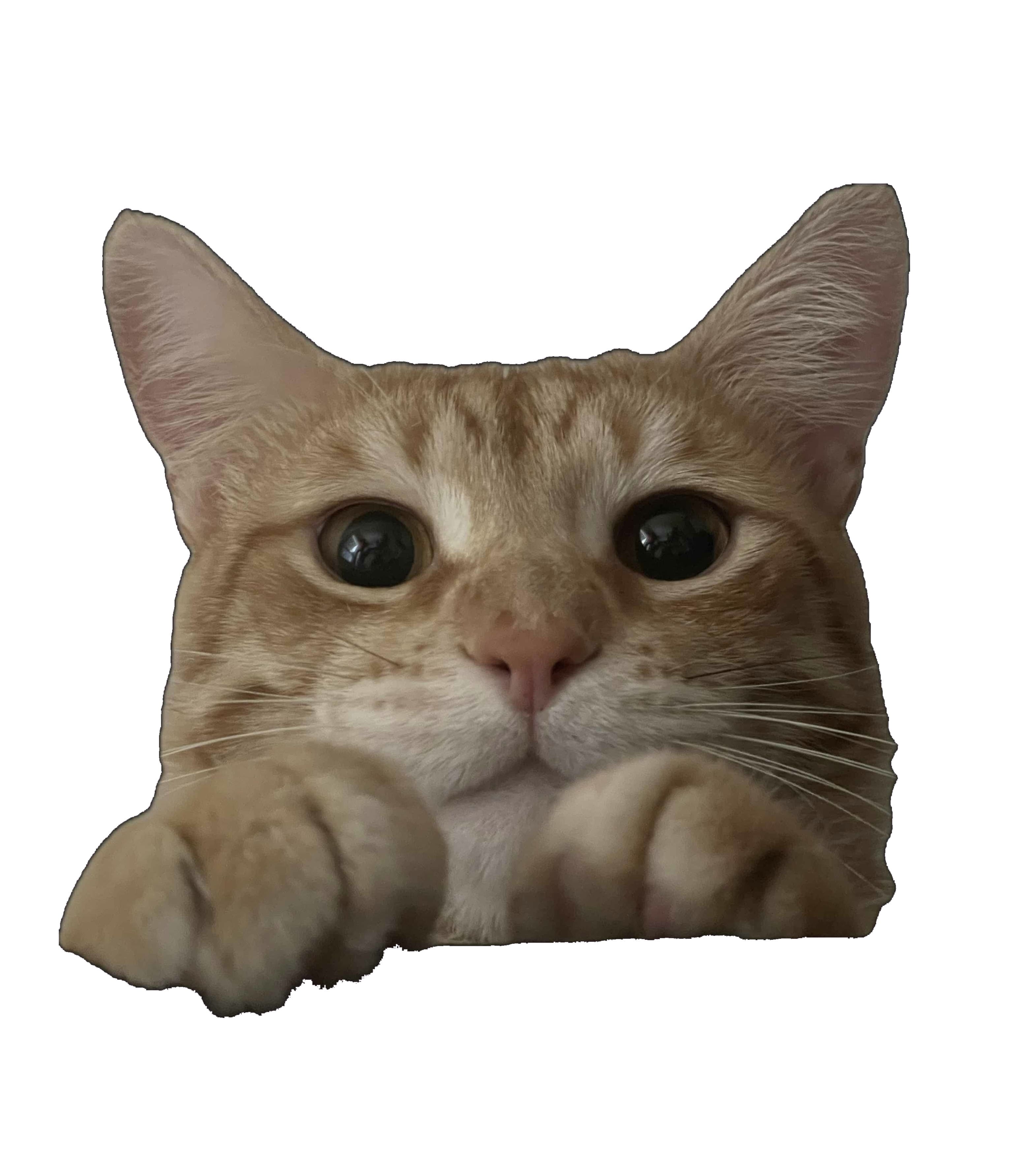 Котарак